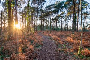 Wareham Forest