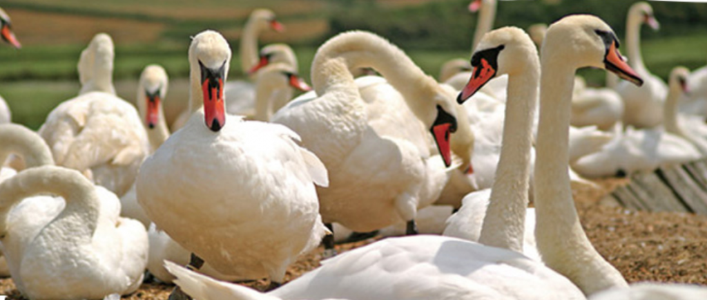 Abbostory Swans