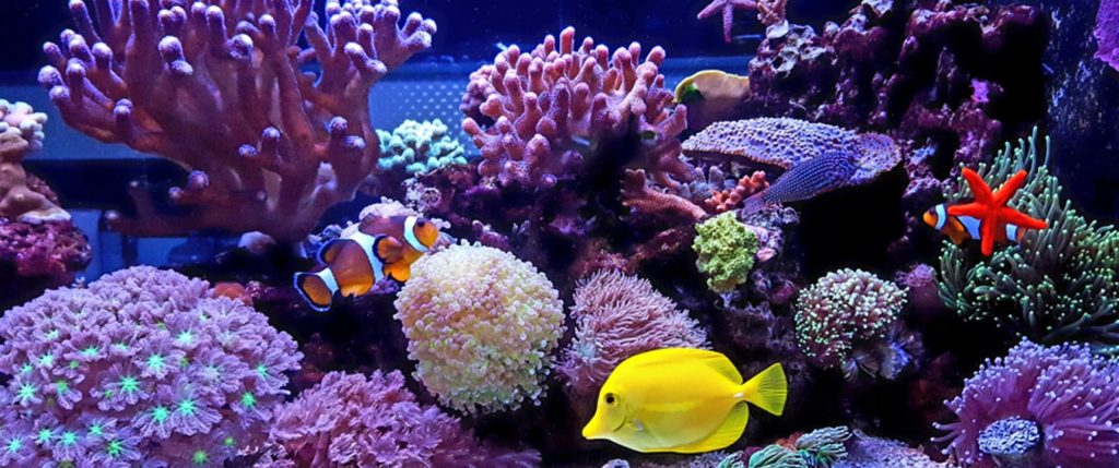 bluereef-aquarium