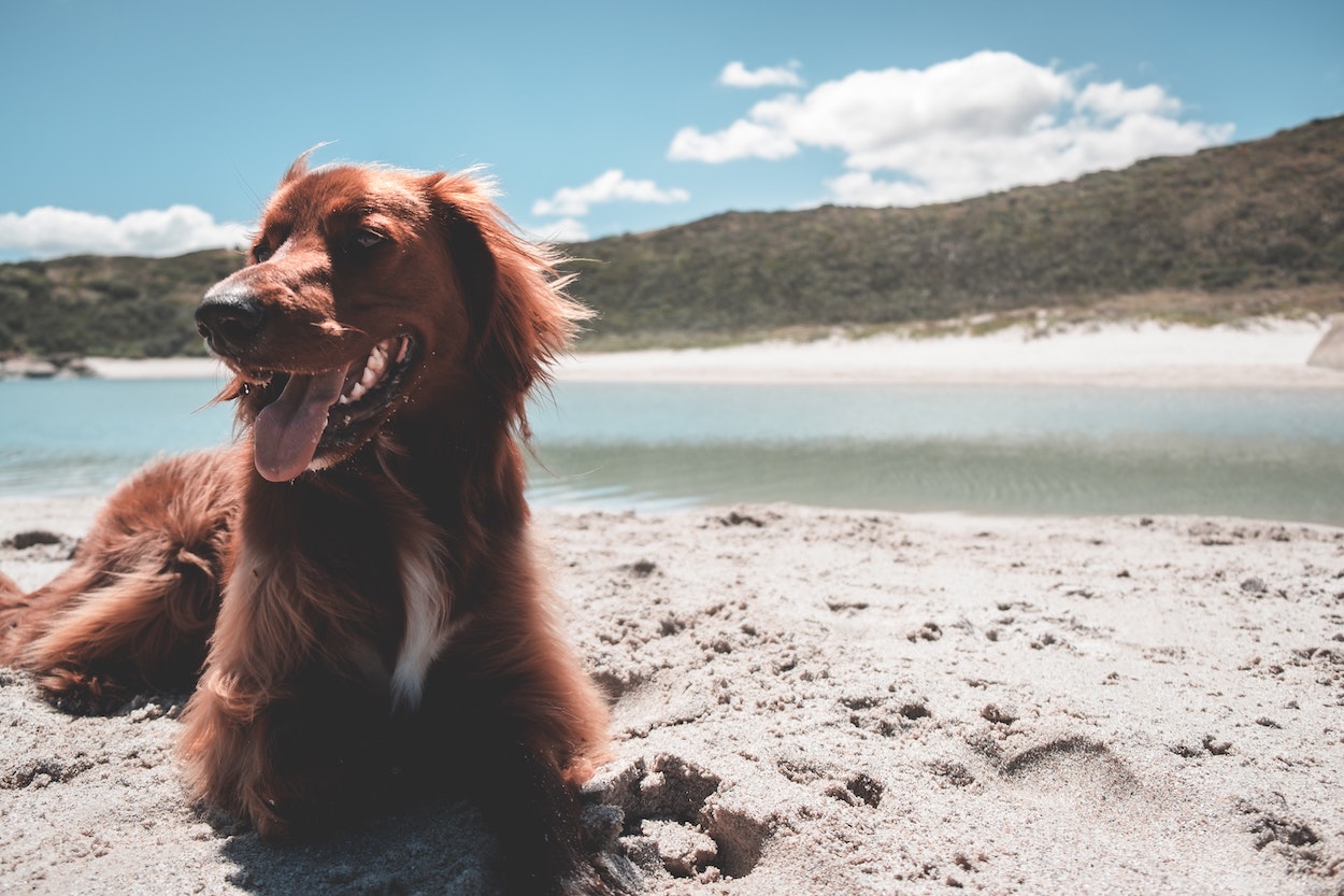 dog-friendly-beach image