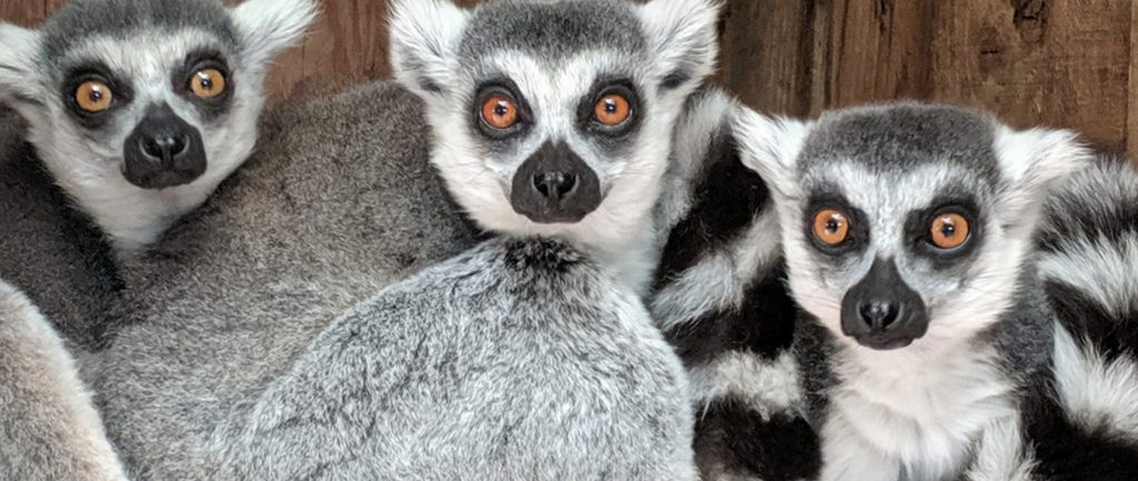 porfell-wildlife-park-santuary