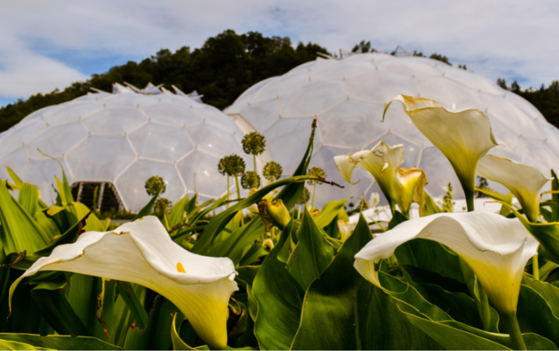 The Eden Project